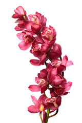 studio shot of flower cymbidium orchids on white background