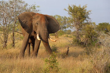 Fototapeta premium Afrikanischer Elefant / African elephant / Loxodonta africana..