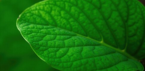 leaf texture natural tropical green leaf close up, botanical, nature