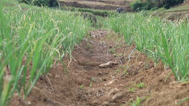 shallot plants (Allium cepa var. aggregatum
L.) planted on agricultural land