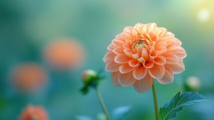 Peach Dahlia in Garden Sunlight