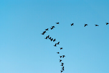 a flock of migratory birds in the sky