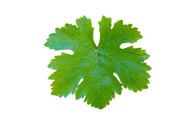 Single vine leaf on white background