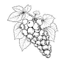Fototapeta premium Elegant Hand-Drawn Sketch of a Bunch of Grapes with Intricately Detailed Leaves – Vintage Botanical Illustration