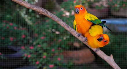 Adorable sun conure couple expressing love at the zoo.