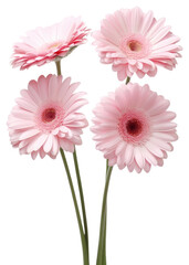 PNG Light pink 5 gerberas flower petal daisy.