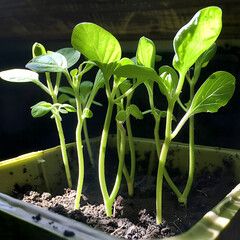 collection of vibrant bean sprouts reaching for light, their stems standing tall with hopeful start in yellow pot
