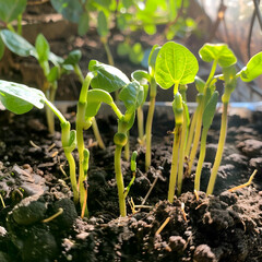 Fresh bean sprouts emerge from soil, reaching for sun, showcasing vibrant growth and promise of new life, feeling hopeful
