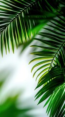Fototapeta premium A sharp focus on palm tree leaves with a soft sky backdrop