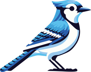 A simple Blue Jay with white background