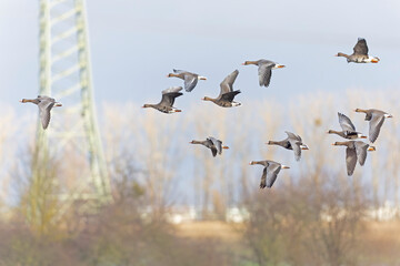 A flock of Greater White-fronted Goose (Anser albifrons) in flight.