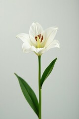 Fototapeta premium Single white lily bloom on a plain background, white lily, single white lily, clean