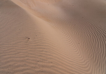 The sand dunes near Essaouira Morocco Africa 