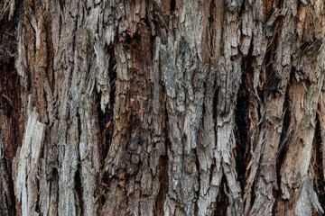 bark of a tree close up	