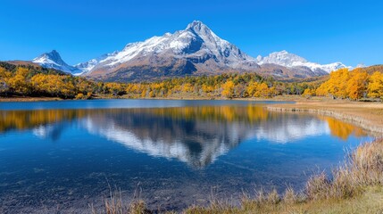 Fototapeta premium Snow-capped mountain peak reflects in a calm alpine lake surrounded by golden autumn forest under a clear blue sky.