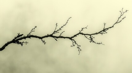 A stark, minimalistic image of a bare branch against a foggy background.