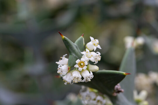 Colletia cruciform (Cruciata gillies and hook) macro. a shrub with linear leaflets and lateral shoots arranged in a criss-cross pattern.