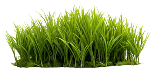 PNG Grass plant green lawn.