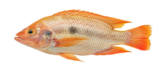 Fototapeta premium Tilapia Fish Isolated White