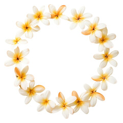 PNG Real pressed plumeria flowers jewelry wreath petal.