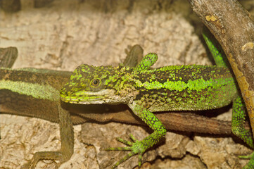 Closeup on a closeup of green Japalura tree dragon, Japalura splendida