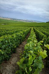 Lush vineyard rows stretch into the distance under a cloudy sky, promising a rich harvest of grapes in the countryside.
