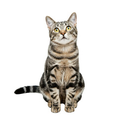 Curiosity personified in a sleek domestic cat with striking yellow eyes against a white background