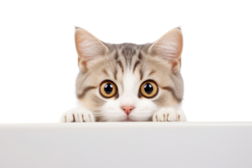 PNG Curious cat peeking white background