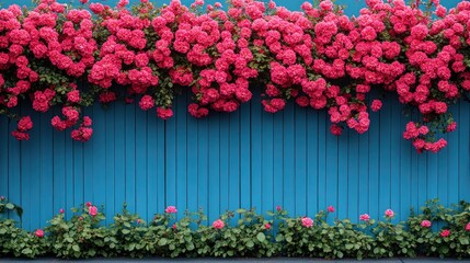 Pink roses cascading over blue fence