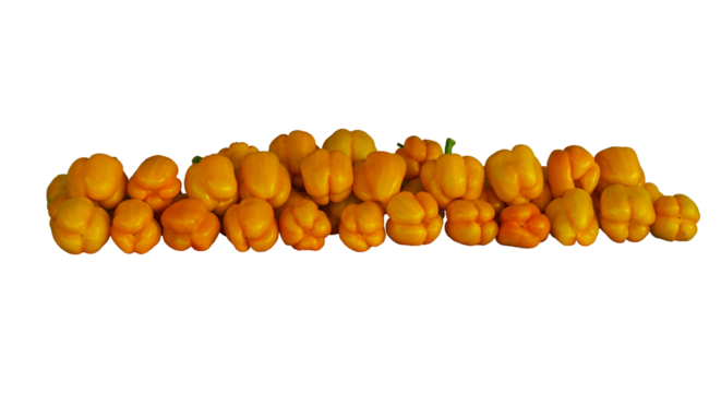 a number of large yellow peppers are picked