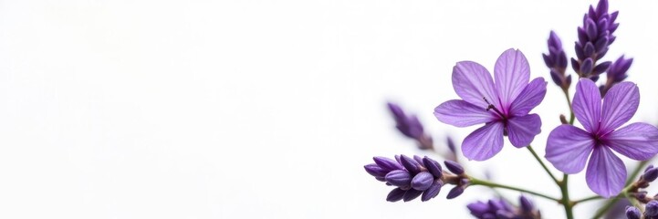 Delicate purple lavender blooms, isolated on pure white background , flowers, herb