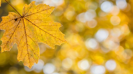 Obraz premium Single Yellow Maple Leaf Close Up with Bokeh Background