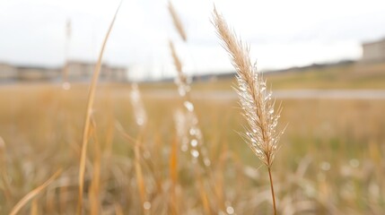 Fototapeta premium Dew-covered grass, suburban background, autumnal field, nature photography