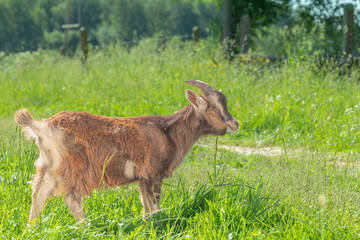 Side view of a brown goat standing in the green grass, looking to the left.