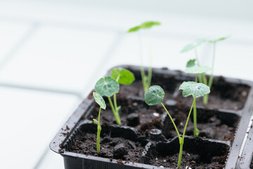 Seedlings with variegated leaves growing in a black tray with soil.