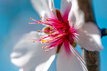 Horizontal detail of a white almond flower with its fuchsia petals, stamen and pistil on a bright...