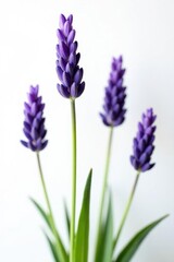 Obraz premium Close-up of several lavender flowers against a stark white backdrop , macro, photography