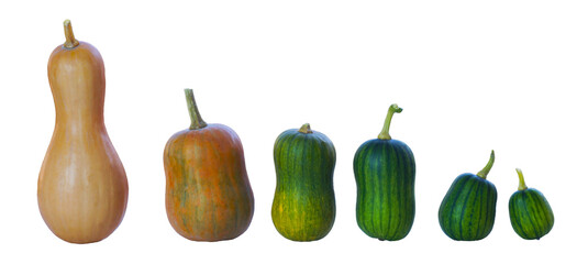 long, various caps stand in a row.