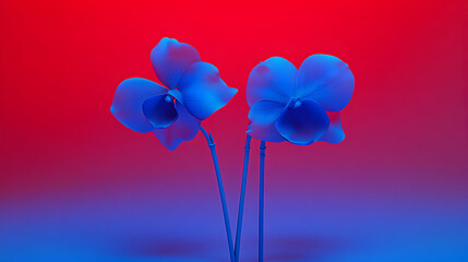 Vibrant Blue Orchids on Red Gradient Background,  Elegantly Displayed in a Studio Setting with Vivid Colors
