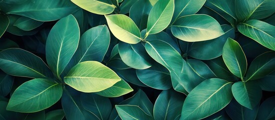 Fototapeta premium Lush green foliage texture; outdoor; nature background; website design