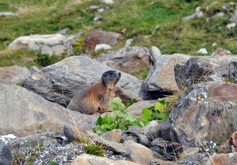 Wanderung zum Mutterberger See im Stubaital