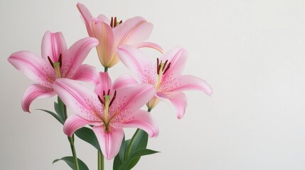Fototapeta premium Elegant pink lilies arranged against a white backdrop