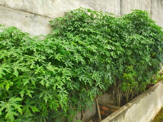 Ornamental papaya plant. tiny papaya leaves.