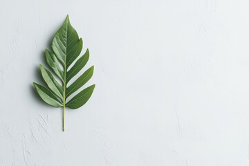 Minimalistisches Blatt-Design auf weißem Hintergrund

