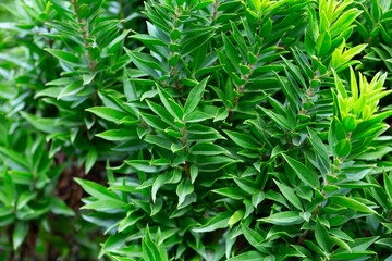 Close-up of green myrtle leaves on a blurred background. Summer background of fresh leaves.