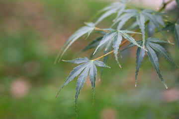 Close-up of green Leaves of Japanese maple (Acer Palmatum, Acer palmatum Thunb. cv. Dissectum )