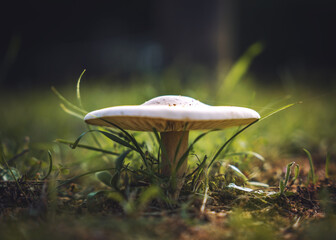 Beautiful closeup of forest mushrooms in grass, spring season. 