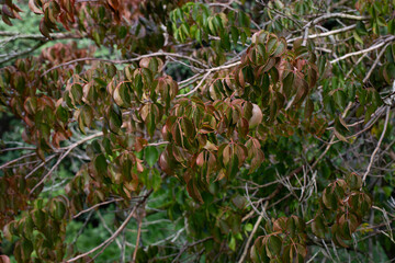 close-up of Bischofia javanica blume leaves