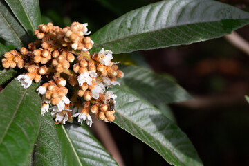 Close-up Blooming Japanese medlar (Eriobotrya Japonica) on blurred background. Selective focus.