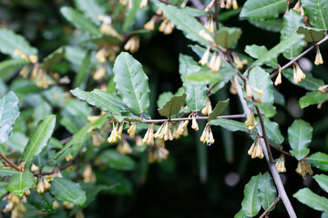 Elaeagnus pungens is a shade-tolerant, drought-tolerant plant. It is used in decorative and garden construction. Small white flowers